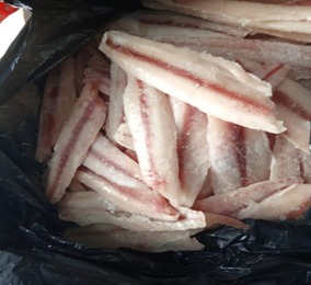 Tilapia